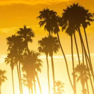 California palm trees during a summer sunset