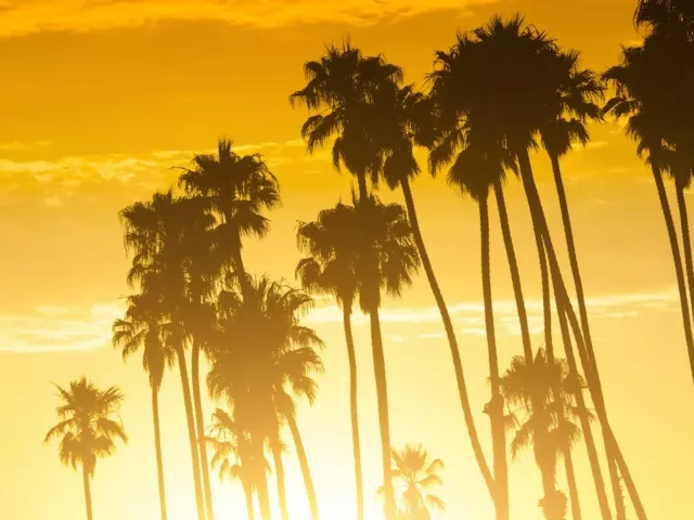 California palm trees during a summer sunset