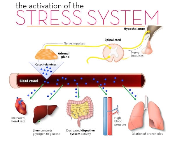 Infographic of an activated stress system