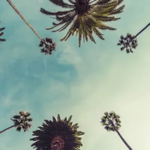 Upward-looking shot of palm trees and blue sky in Los Angeles