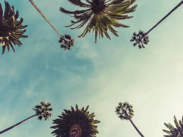 Upward-looking shot of palm trees and blue sky in Los Angeles