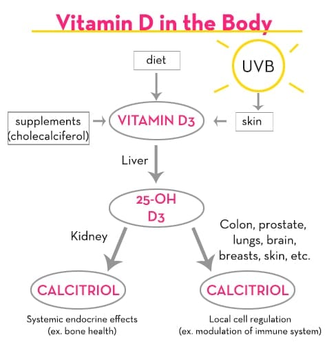 How the body processes vitamin D - The Wellnest by HUM Nutrition