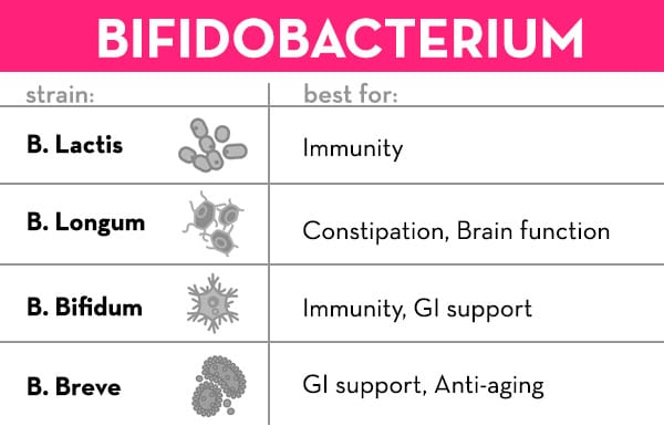 Best Probiotic For Immunity and Anti-Aging - Bifidobacterium - The Wellnesy by HUM Nutrition