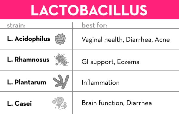 Best Probiotic For Women - Lactobacillus - The Wellnest by HUM Nutrition