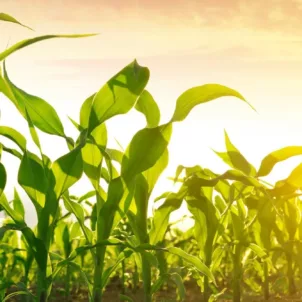 Field of non-GMO crops in the setting sun