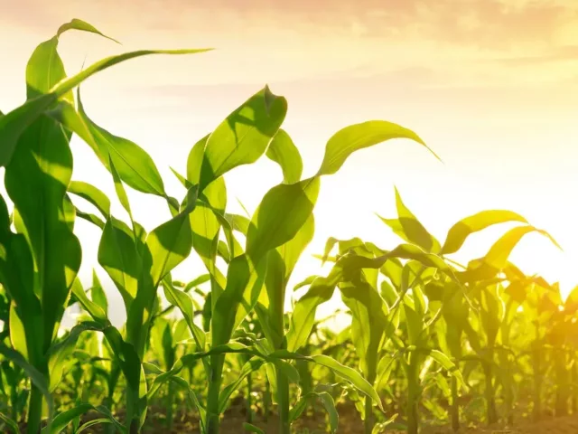 Field of non-GMO crops in the setting sun