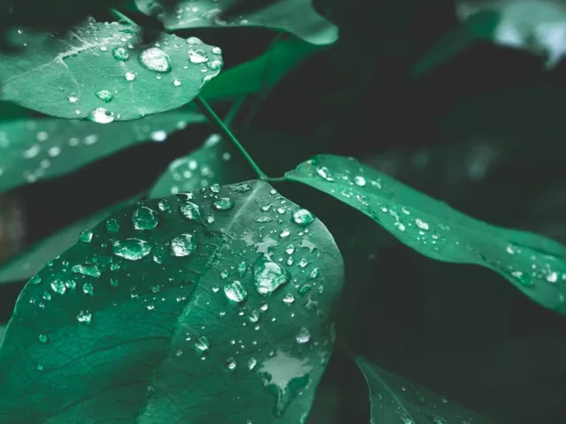 Green leaves with water droplets in dark lighting on Earth Day