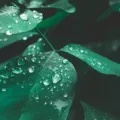 Green leaves with water droplets in dark lighting on Earth Day