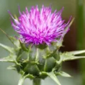 Dark Circles Milk Thistle - The Wellnest by HUM Nutrition