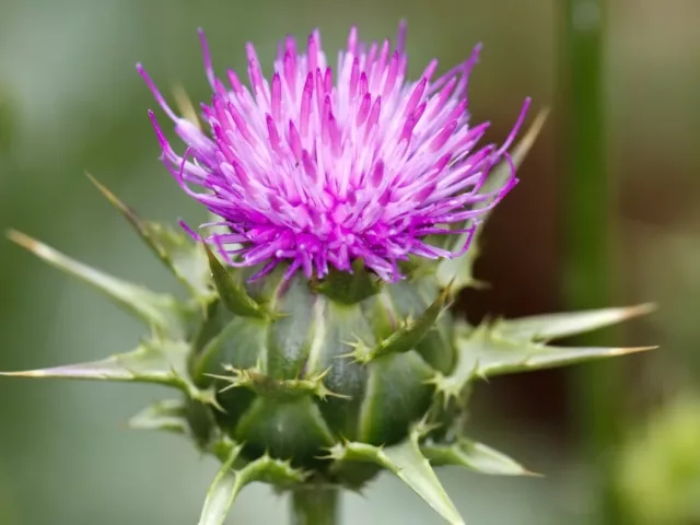 Dark Circles Milk Thistle - The Wellnest by HUM Nutrition