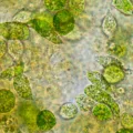 Close-up view of chlorella for a natural detox