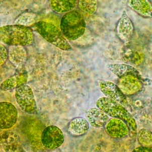 Close-up view of chlorella for a natural detox