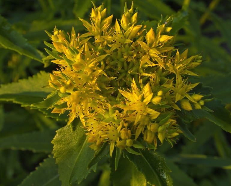 Rhodiola rosea adaptogenic plant in floral yellow bloom