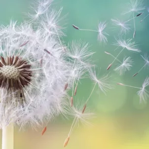 Close-up shot of pollen flying, which contributes to seasonal allergies