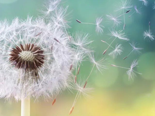 Close-up shot of pollen flying, which contributes to seasonal allergies