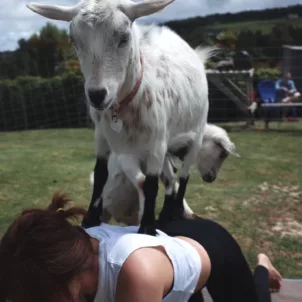 goat yoga