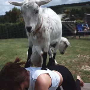 goat yoga