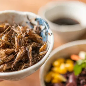 Crickets in ramekin next to a bowl of food