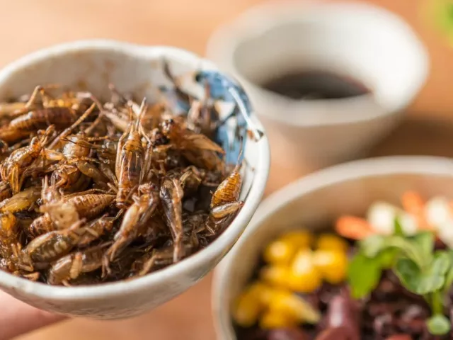 Crickets in ramekin next to a bowl of food