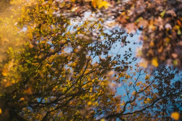 best supplements for fall