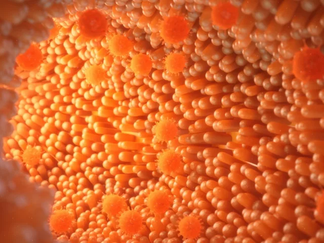 CGI of orange digestive enzymes in system