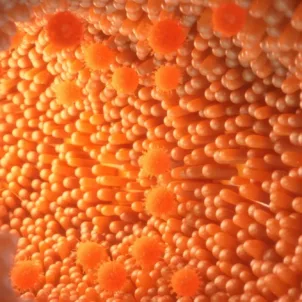 CGI of orange digestive enzymes in system