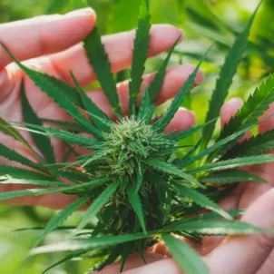 Cannabis plant with sprouting buds before making CBD supplements