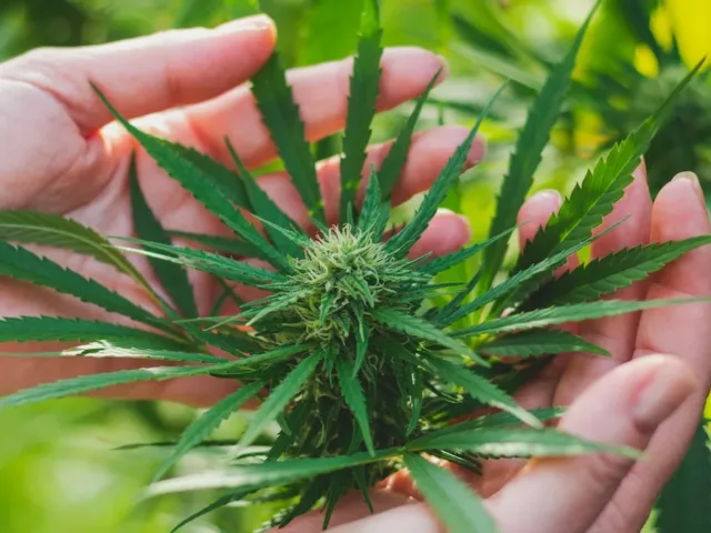 Cannabis plant with sprouting buds before making CBD supplements