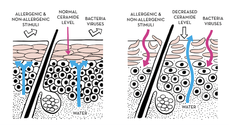 Illustrated diagram of ceramides for skin cell function