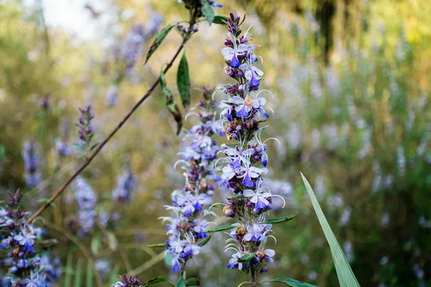 Chasteberry in a field