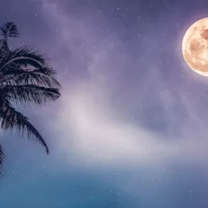 Full moon on a purple starry sky next to palm tree