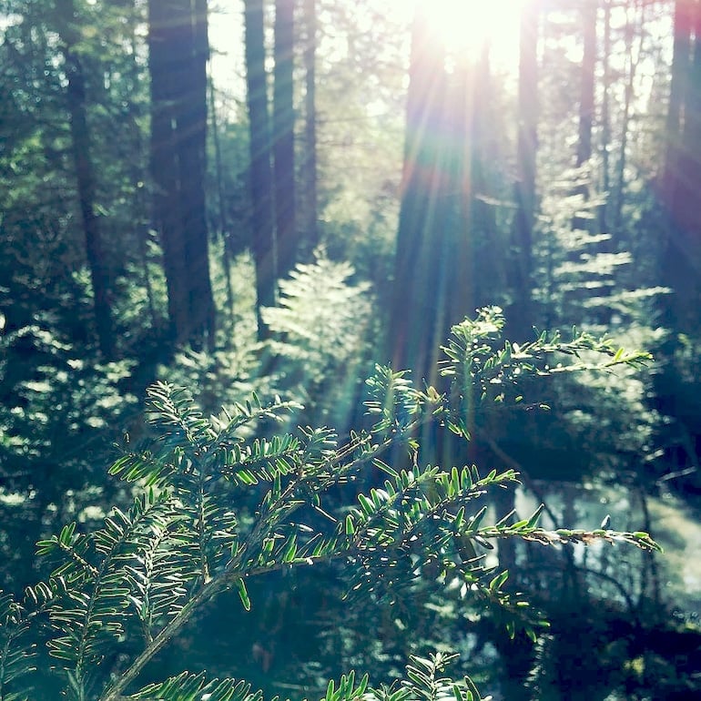 Forest Scape in Vermont