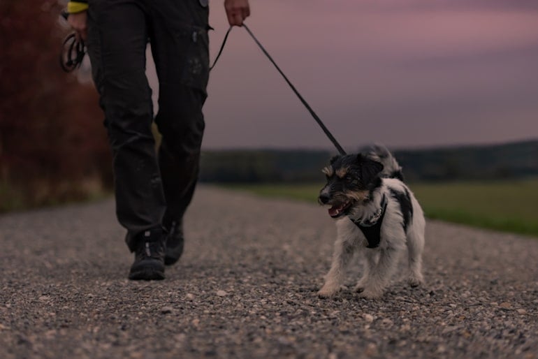 Man walking his dog after dinner, a key tip on how to prevent heartburn