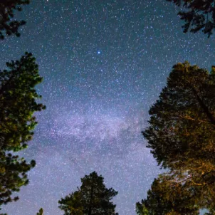 Starry night sky with purple hues in the forest for a wellness horoscope astrology concept