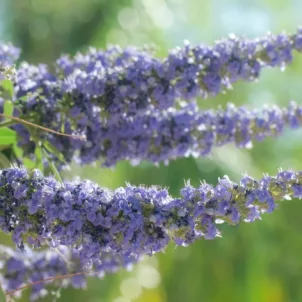 Purple chasteberry plant on a sunny day; taking vitex for fertility can potentially lead to a successful pregnancy