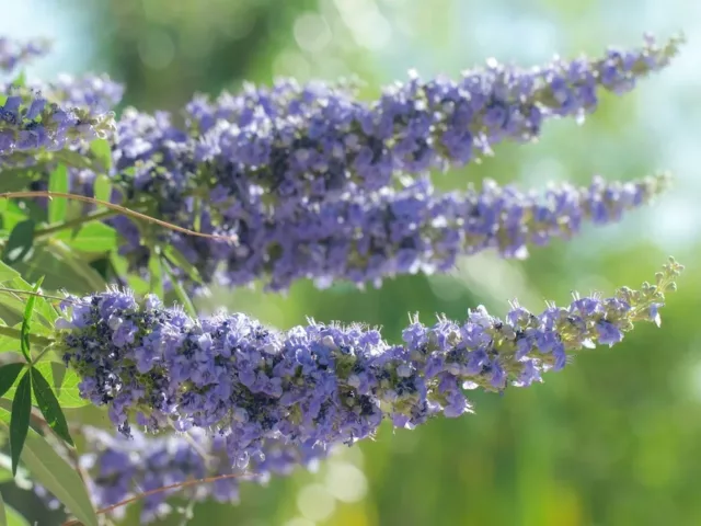 Purple chasteberry plant on a sunny day; taking vitex for fertility can potentially lead to a successful pregnancy