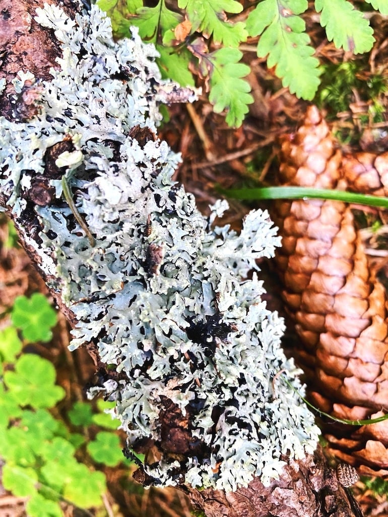 Lichen in nature, which is a natural source of vegan vitamin D