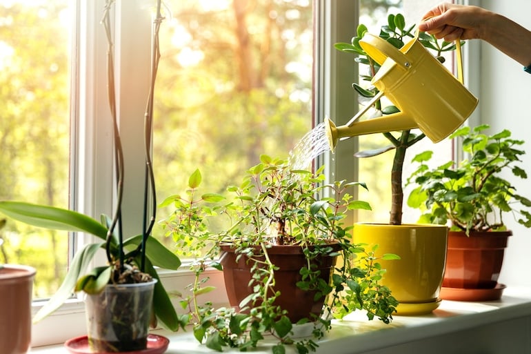 Woman watering house plants on windowsill to reap the benefits of fresh oxygenation from indoor plants