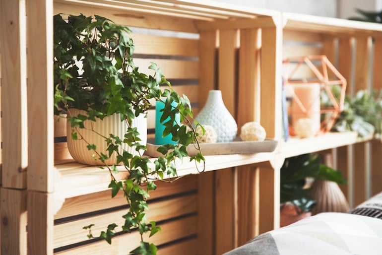 English ivy, one of the best house plants for air quality, on a shelf in a minimal home decor setting