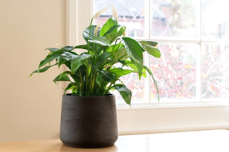 Peace lily house plant in a black pot on desk next to window