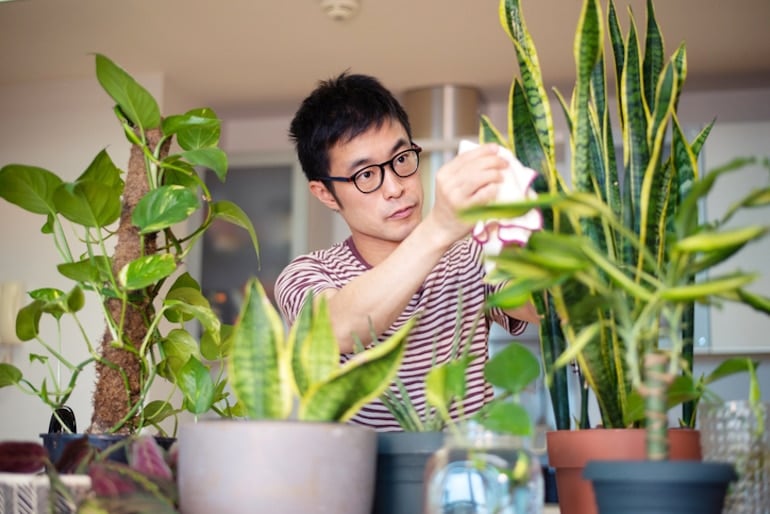 Man caring for his snake plant, one of the best house plants for air quality