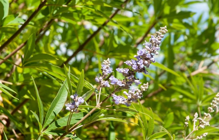 Vitex plant, aka chasteberry, a natural remedy for menopausal symptoms including hot flashes and night sweats