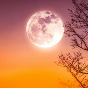 October Full Moon - Harvest Moon in orange sky to illustrate astrology and wellness horoscopes