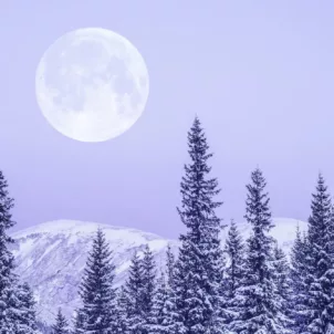 Snowy forest with full moon in purple sky for astrology and wellness horoscopes concept