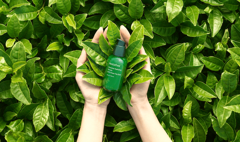 open hands holding innisfree intense hydrating serum in a field of green tea leaves