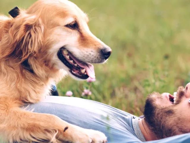 Man laying on grass with a golden retriever on top of him to illustrate health benefits of owning a pet