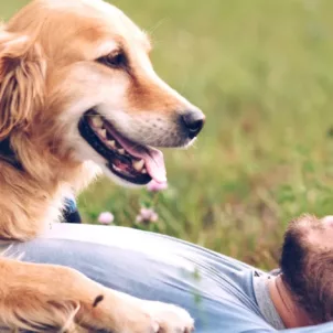 Man laying on grass with a golden retriever on top of him to illustrate health benefits of owning a pet