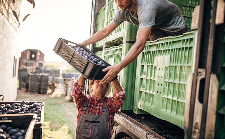 Food handlers packing up a shipping truck to deliver food to grocers, the process of which can lead to issues with food sustainability