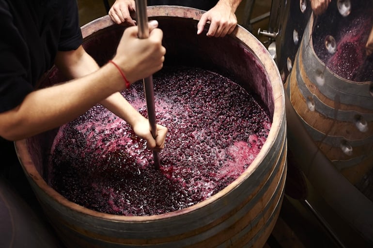 Winemakers crushing and fermenting grapes in a barrel to make natural wine