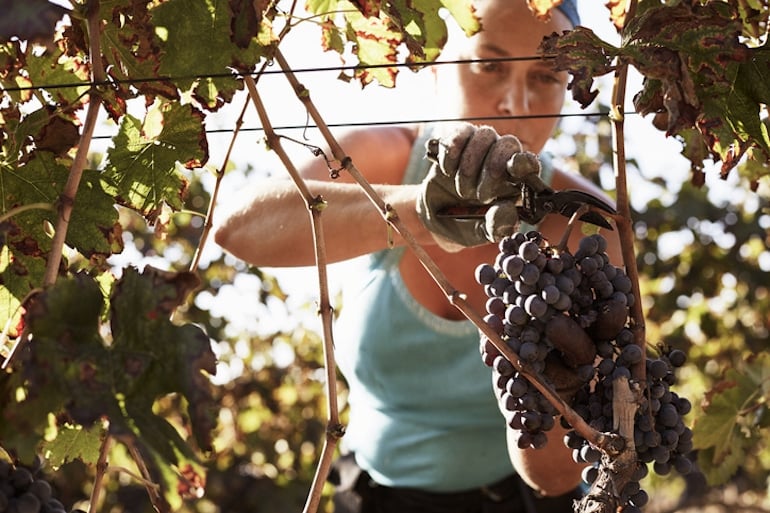 Female farmer cutting grapes on a vineyard